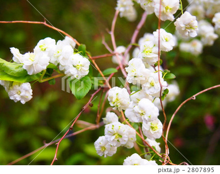 蜆花 (しじみばな) 蜆花 (しじみばな) 2807895
