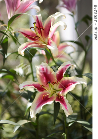 ラベンナ ラベンナ 2808249