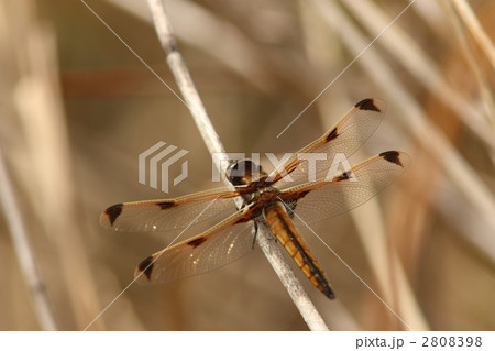 絶滅危惧種ベッコウトンボ・未成熟オス 2808398