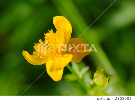 キンバイソウ_寄り 2808602