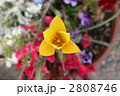 クリサンサ　（原種チューリップ） 2808746