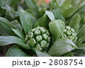 フキノトウ 2808754