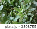 フキノトウ 2808755
