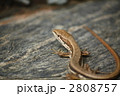 ニホンカナヘビ 2808757