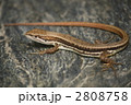 ニホンカナヘビ 2808758
