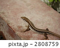 ニホンカナヘビ 2808759