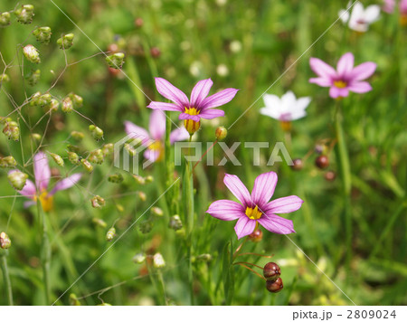 ニワゼキショウ 2809024