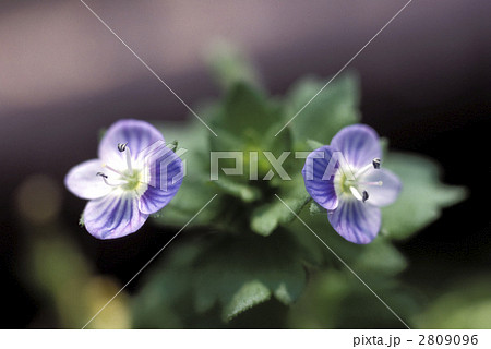 66762　イヌフグリ 2809096