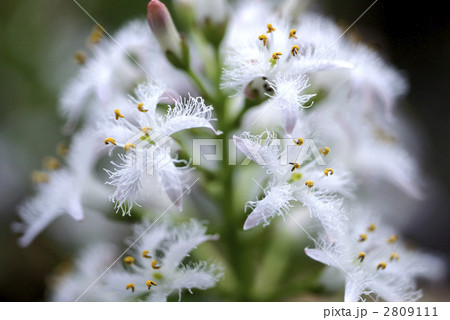 66776 ミツガシワ 66776 ミツガシワ 2809111