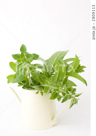 キッチンハーブ キッチンハーブ 2809113