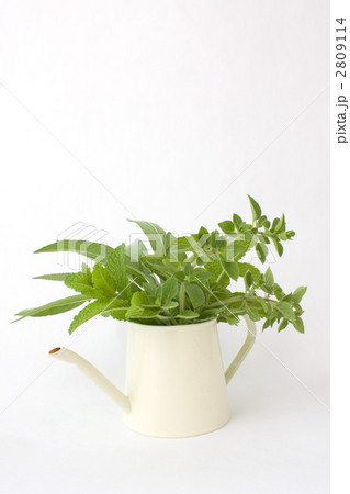 キッチンハーブ キッチンハーブ 2809114