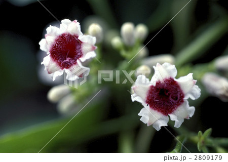 66813　ヘクソカズラ 2809179