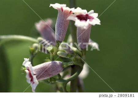 66814　ヘクソカズラ 2809181