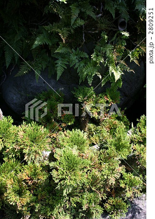 イワヒバ(5月) 020 イワヒバ(5月) 020 2809251