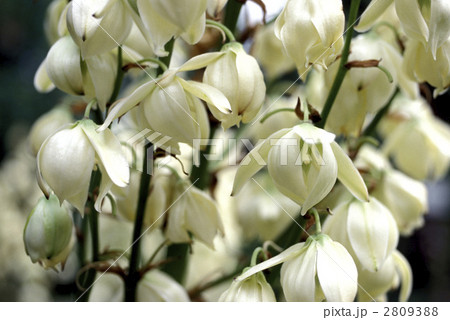 66871　ユッカ 2809388