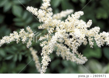 66895　アスチルベ 2809471