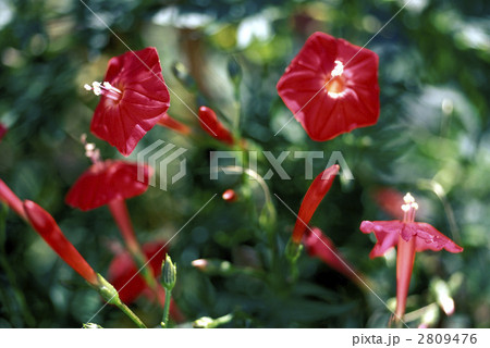 66900　ルコウソウ 2809476