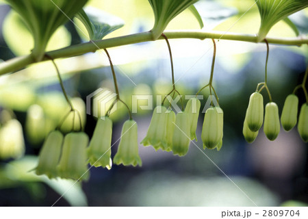 66994　ナルコユリ 2809704