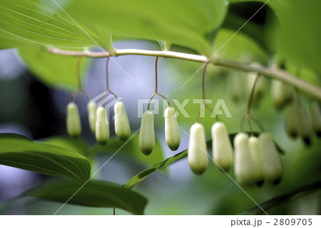 66995　ナルコユリ 2809705