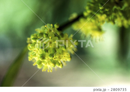 67021 タラヨウ 67021 タラヨウ 2809735