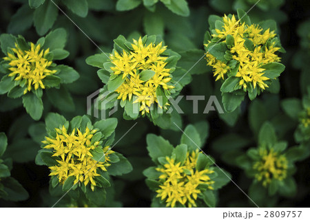 67043　キリンソウ 2809757