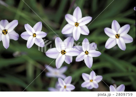 67045ハナニラ 2809759