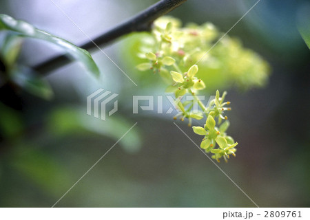 67047 コクサギ 67047 コクサギ 2809761