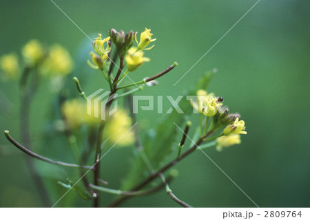 67048　イヌガラシ 2809764