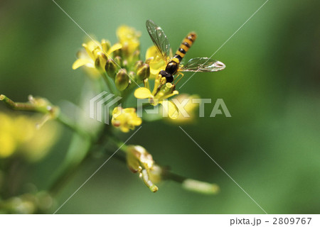 67050　イヌガラシ 2809767