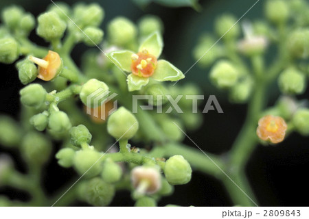 67112　ヤブガラシ 2809843