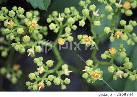 67113　ヤブガラシ 2809844