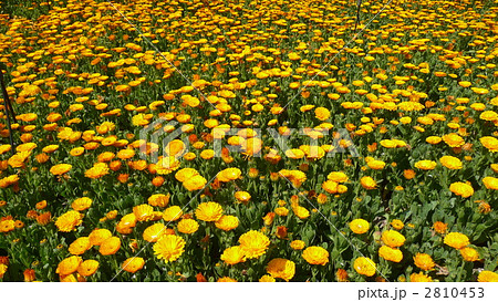 黄色のキンセンカ 2810453