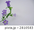 カンパニュラ　4 2810583