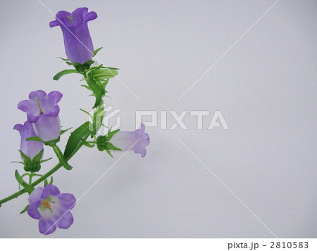 カンパニュラ 4 カンパニュラ 4 2810583