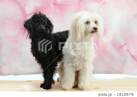 2匹のプードル 2810679