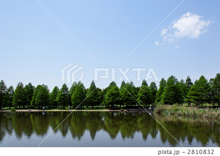 舎人公園のラクウショウの林と湖面に映える景観 2810832