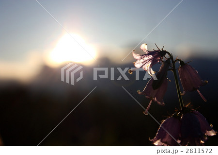 朝の光と高山植物 2811572