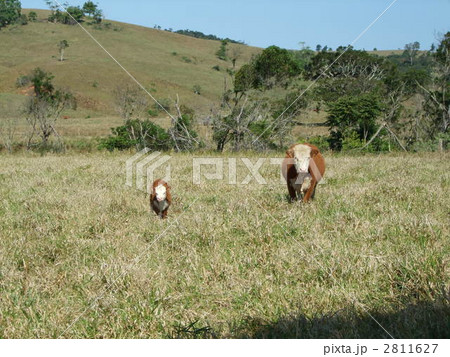 オーストラリア ヘレフォード種の肉牛の写真素材
