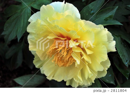俯いて咲く芍薬 俯いて咲く芍薬 2811804