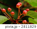 さくらの実 2811829