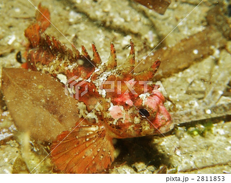 ハオコゼ 2811853