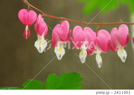 ケマンソウー２ 2811901