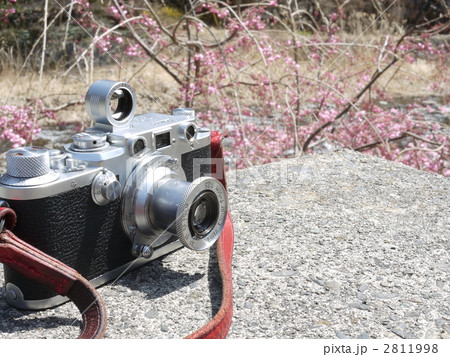 ライカと桜 2811998
