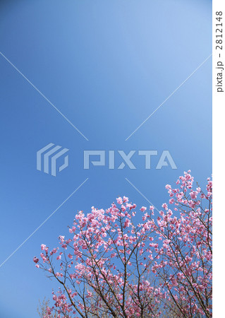 桜の花と青空 2812148