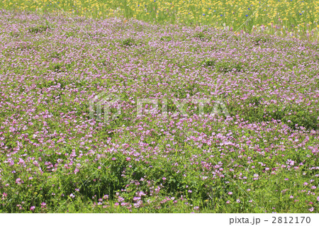 レンゲ畑 2812170