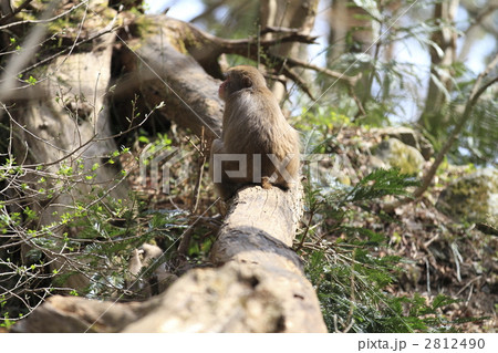 サル サル 2812490