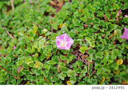 浜昼顔（ハマヒルガオ） 2812491