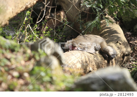 サル サル 2812493