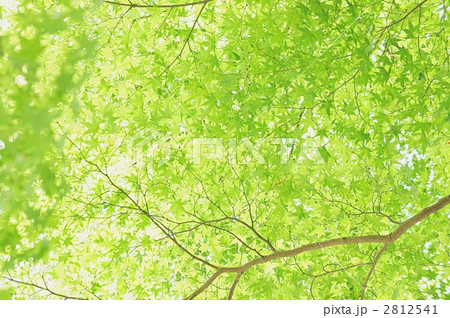 もみじ　緑色の葉 2812541