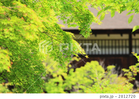 観修寺　【春】　京都 2812720